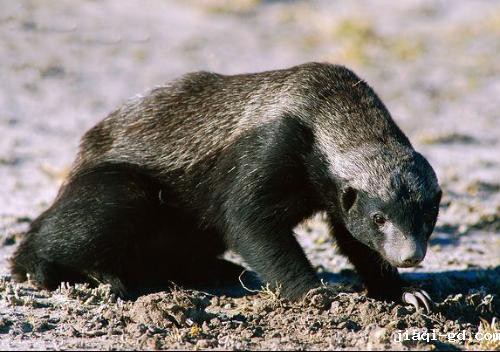 平头哥的由来 平头哥的由来